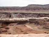 Moab-White Rim 4-08 018